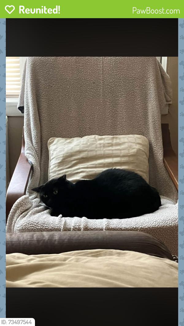 Reunited Female Cat last seen Home 2 Hotel, Hopkins, MN 55343