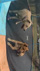 Lost Female Dog last seen bushberry rd, Lexington County, SC 29073