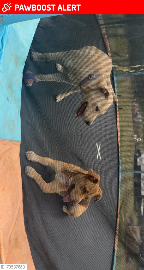 Lost Female Dog last seen bushberry rd, Lexington County, SC 29073