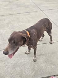 Found/Stray Male Dog last seen Simko Ranch Lane, Galt, CA 95632