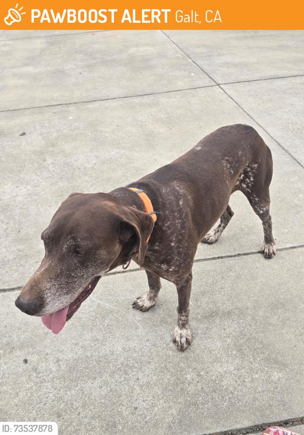 Found/Stray Male Dog last seen Simko Ranch Lane, Galt, CA 95632