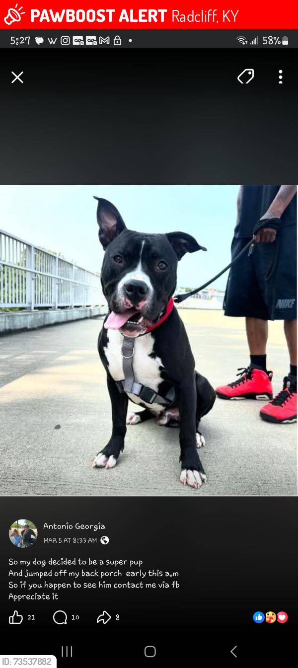 Lost Male Dog last seen Dunking donuts, Radcliff, KY 40160
