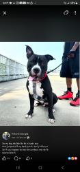 Lost Male Dog last seen Dunking donuts, Radcliff, KY 40160