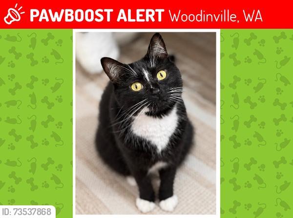 Lost Male Cat last seen Wilmot Gateway Park, Woodinville, WA 98072