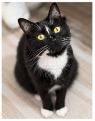 Lost Male Cat last seen Wilmot Gateway Park, Woodinville, WA 98072