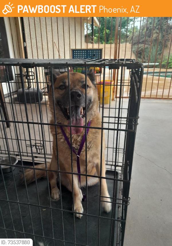Found/Stray Male Dog last seen 45th Ave and Greenway Rd, running in the street, Phoenix, AZ 85306
