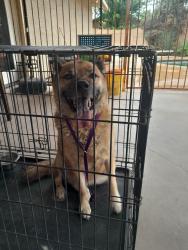 Found/Stray Male Dog last seen 45th Ave and Greenway Rd, running in the street, Phoenix, AZ 85306