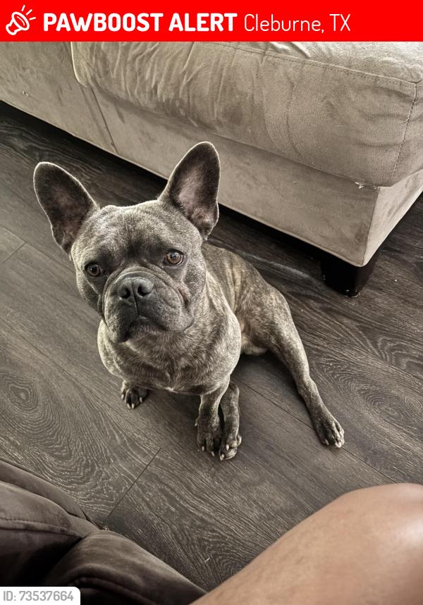 Lost Male Dog last seen Old betsy rd Fm 2280, Cleburne, TX 76031