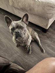 Lost Male Dog last seen Old betsy rd Fm 2280, Cleburne, TX 76031