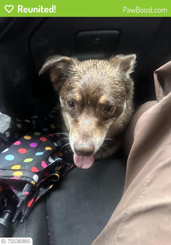 Reunited Male Dog last seen Oraze Elementary school . Armstrong and Dakota abe, Clovis, CA 93727
