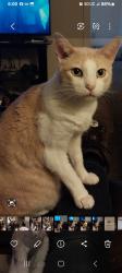 Lost Male Cat last seen Hanna ave, Indianapolis, IN 46227