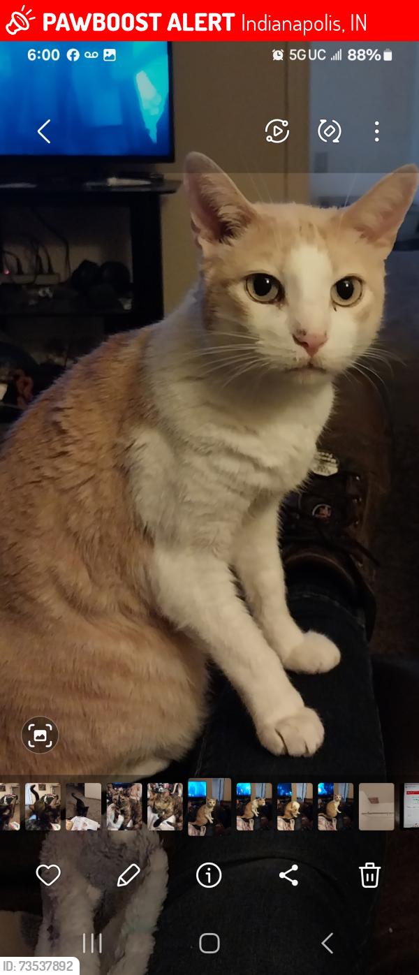Lost Male Cat last seen Hanna ave, Indianapolis, IN 46227