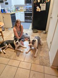 Lost Male Dog last seen Edmunds and Palisades dr, Lewisville, TX 75067