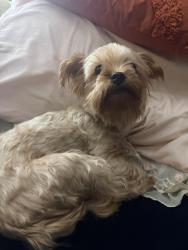 Reunited Female Dog last seen Near Oak st, Painesville, OH 44077