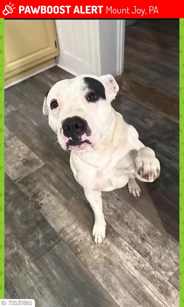 Lost Male Dog last seen Mount Joy, Mount Joy, PA 17552