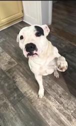 Lost Male Dog last seen Mount Joy, Mount Joy, PA 17552