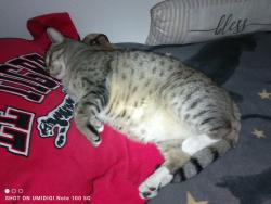Lost Male Cat last seen Fairchild ave, Baywood-Los Osos, CA 93402