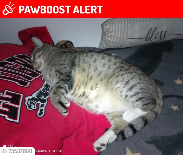 Lost Male Cat last seen Fairchild ave, Baywood-Los Osos, CA 93402