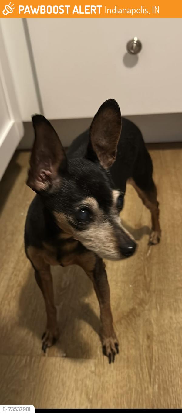 Found/Stray Female Dog last seen dearborn and michigan, Indianapolis, IN 46205