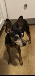 Found/Stray Female Dog last seen dearborn and michigan, Indianapolis, IN 46205