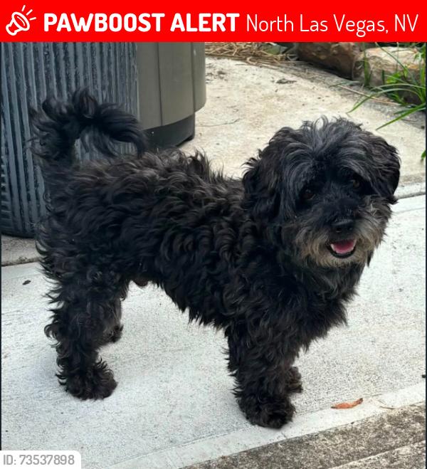 Lost Male Dog last seen Idk, North Las Vegas, NV 89031