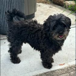 Lost Male Dog last seen Idk, North Las Vegas, NV 89031