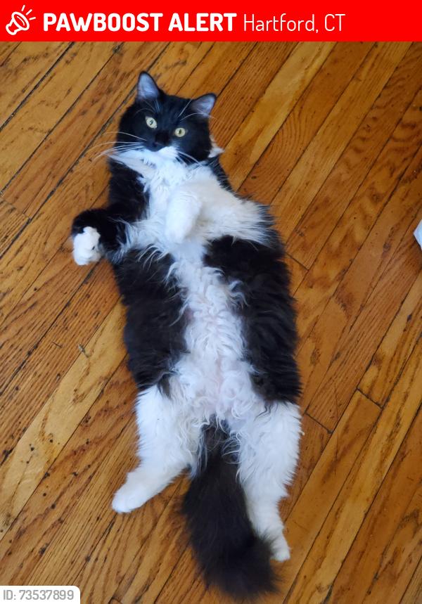 Lost Female Cat last seen Near ward pl, Hartford, CT 06106