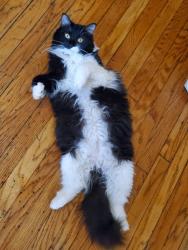 Lost Female Cat last seen Near ward pl, Hartford, CT 06106
