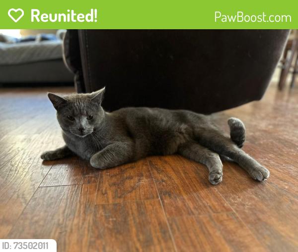 Reunited Male Cat last seen 91st and Aspen Tulsa OK, Broken Arrow, OK 74012