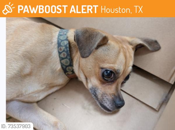 Found/Stray Male Dog last seen S Braeswood near S Gessner, Houston, TX 77096
