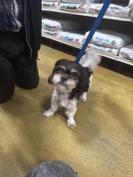 Reunited Unknown Dog last seen Near midway airport, Chicago, IL 60638