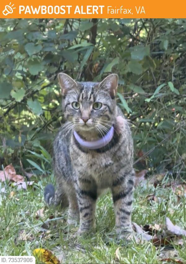 Found/Stray Unknown Cat last seen Lyndhurts drive cndmniums, Fairfax, VA 22031
