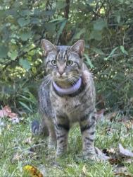 Found/Stray Unknown Cat last seen Lyndhurts drive cndmniums, Fairfax, VA 22031