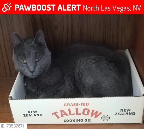 Lost Female Cat last seen Centennial and Aliante, North Las Vegas, NV 89084