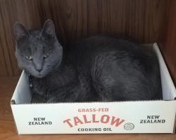 Lost Female Cat last seen Centennial and Aliante, North Las Vegas, NV 89084