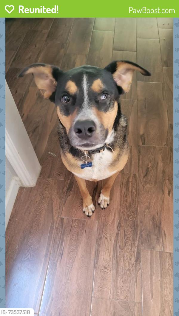 Reunited Male Dog last seen Red Rock Canyon, Katy, TX, 77450, Katy, TX 77450