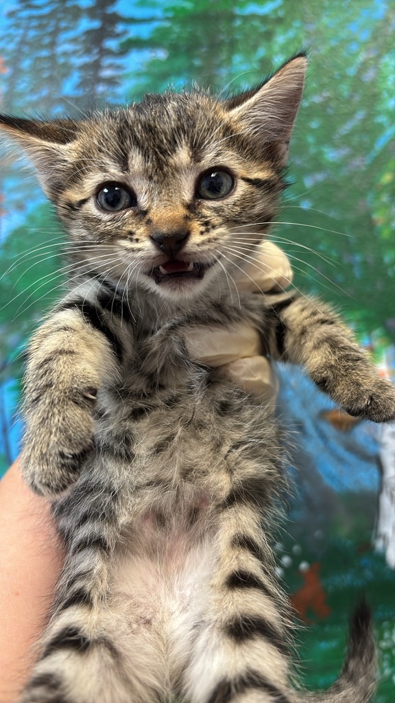 Shelter Stray Male Cat last seen Bexar County, 3353 Morningside Dr, New Braunfels, TX 78132, USA