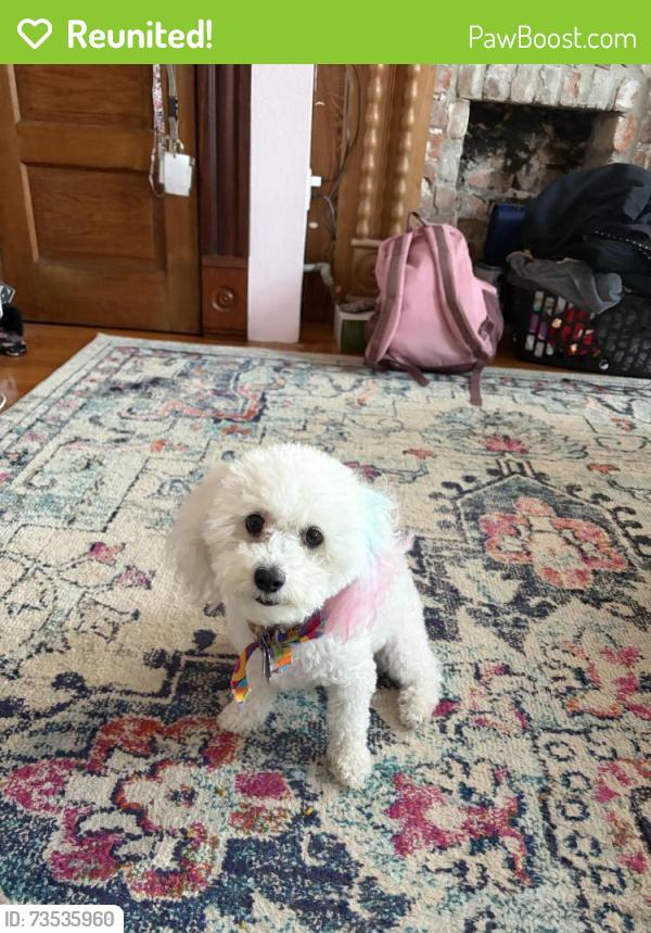 Reunited Female Dog last seen Carrollton & Orleans Ave., New Orleans, LA 70122