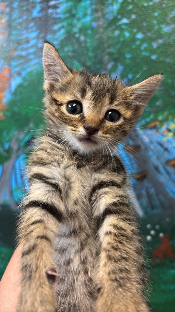 Shelter Stray Male Cat last seen Bexar County, 3353 Morningside Dr, New Braunfels, TX 78132, USA