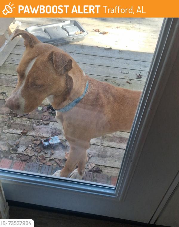 Found/Stray Male Dog last seen County Line Road, Trafford, AL 35172