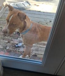 Found/Stray Male Dog last seen County Line Road, Trafford, AL 35172