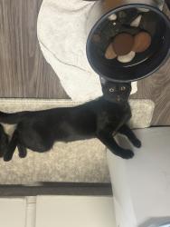 Reunited Male Cat last seen Renaissance Villa apmt complex, San Marcos, CA 92069