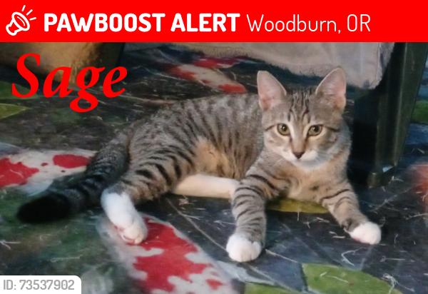 Lost Male Cat last seen Driftwood Mobile ests 39, Woodburn, OR 97071
