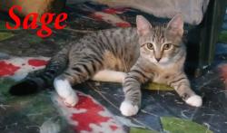 Lost Male Cat last seen Driftwood Mobile ests 39, Woodburn, OR 97071