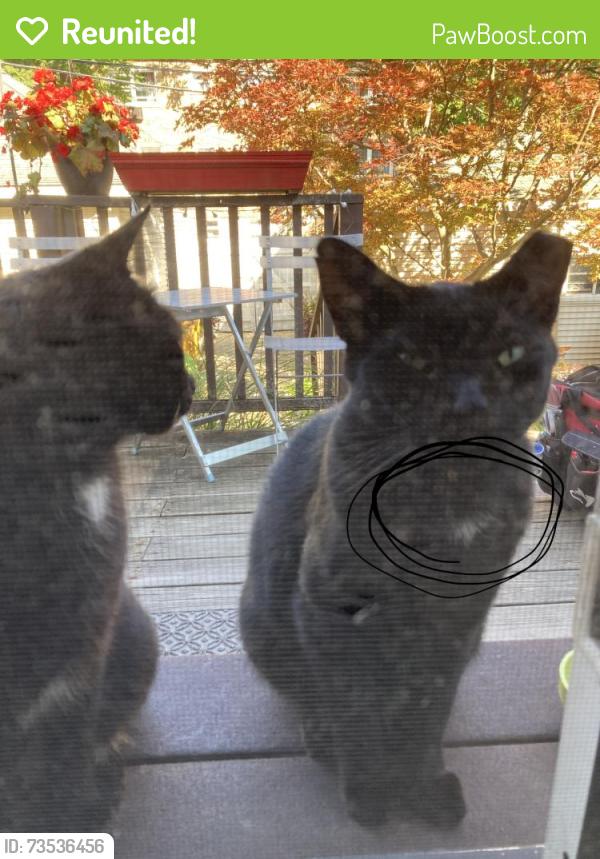 Reunited Male Cat last seen Ashland between Pratt and Columbia, Chicago, IL 60626