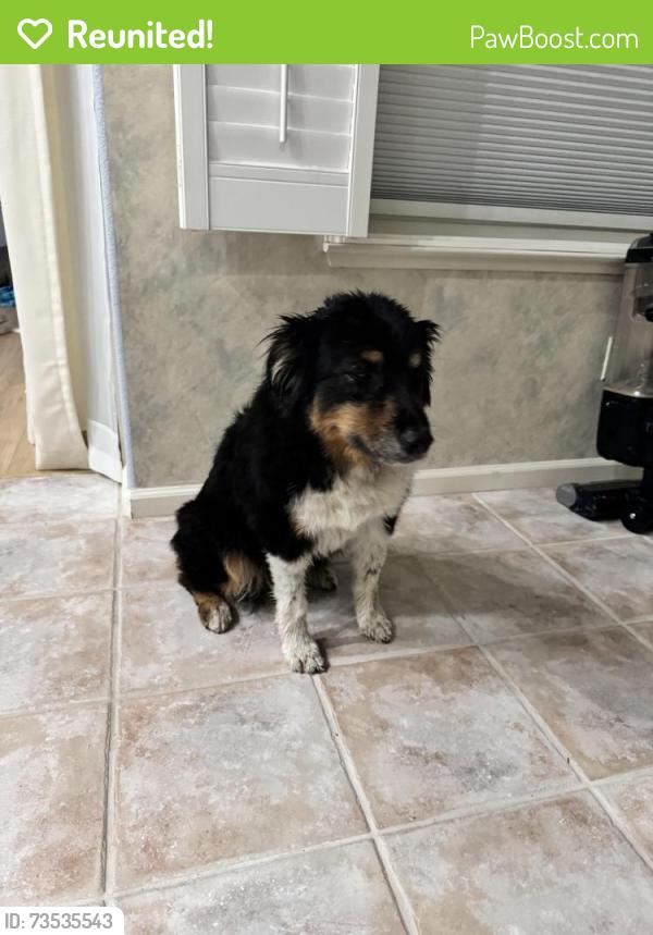 Reunited Unknown Dog last seen Near Granite Oaks, Rocklin, CA 95765