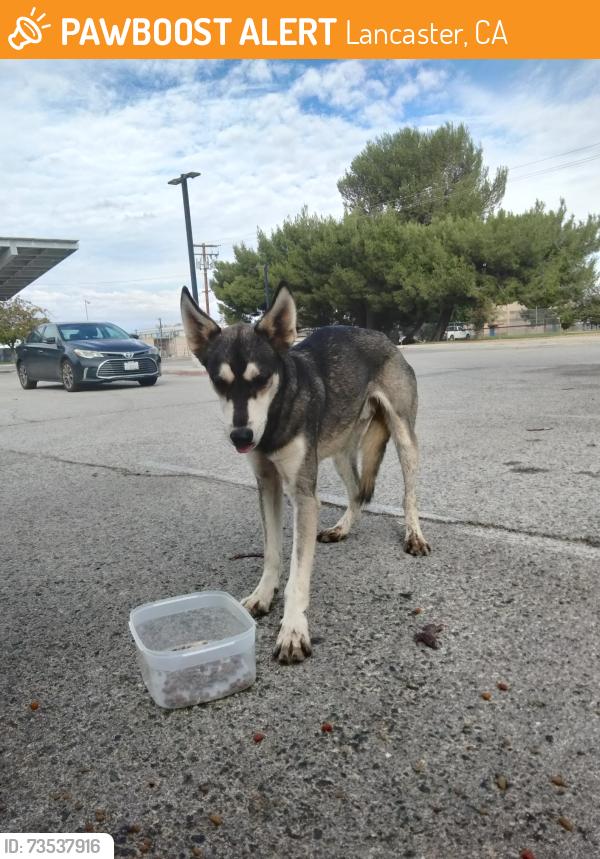 Found/Stray Male Dog last seen 55th & L14, Lancaster, CA 93536