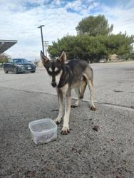 Found/Stray Male Dog last seen 55th & L14, Lancaster, CA 93536