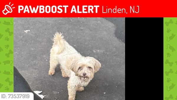 Lost Female Dog last seen St georges, Linden, NJ 07036
