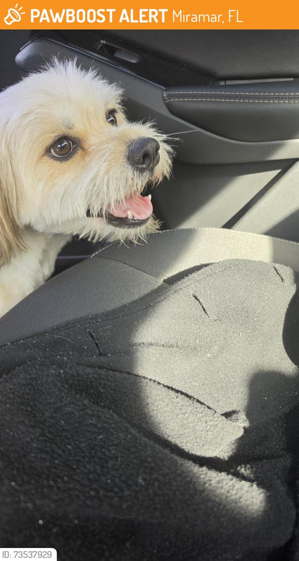 Found/Stray Male Dog last seen Douglas Road, Miramar, FL 33025